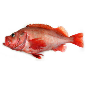 Cabeca de Peixe Vermelho Kg