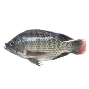 Peixe Fresco Tilapia Kg