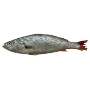 Pescada Inteira Kg