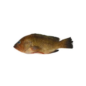 Peixe Garoupa (Inteira) Kg