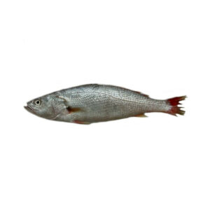 Pescada Inteira (Pequena) C/Cabeca kg