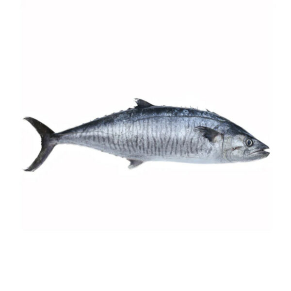 Cavalinha L.Silverio kg