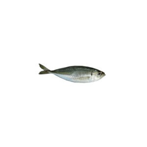 Carapau 25 Horse Mackerel